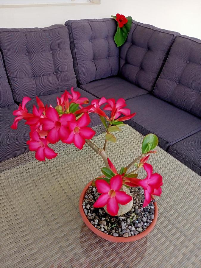 Apartament T2 Echappee Belle Sainte-Marie Kybo Karaib Location Pkg Mtgne Cosy Zewnętrze zdjęcie